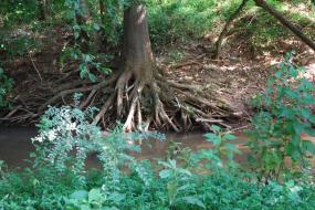 Sprawling tree roots on the creek bank
