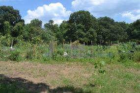 Fenced garden