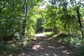 Wide gravel path through woods
