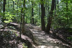 Shaded path through trees
