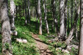 New River State Park TRACK Trail in the woods