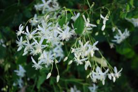 White flowers