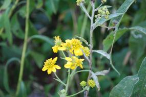 Yellow flowers