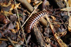 Millipede on the ground