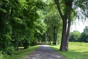 Paved path through trees