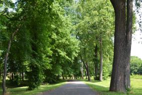 Paved path through trees