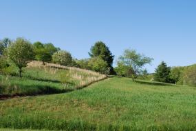 Rolling hillside with trees in the back ground
