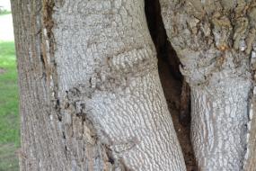 Odd scar on tree