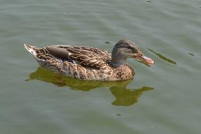 Duck in the water