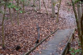 Fall leaves on a wooden bridge