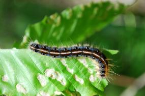 caterpillar on leaf 