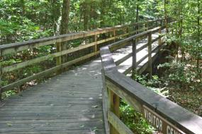Wooden boardwalk through forest