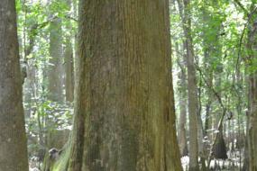 Tupelo tree
