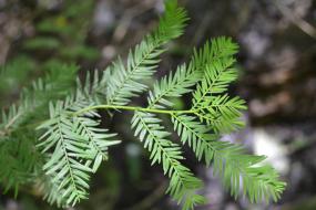 Needles on a grand bald cypress