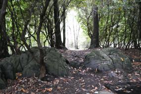 Rhododendrons growing through a rock garden