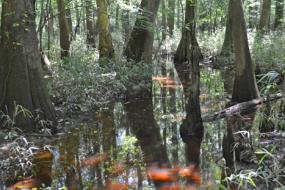 Tupelo trees and cypress knees growing out of the water