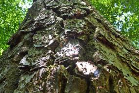 View of up the trunk of a loblolly pine