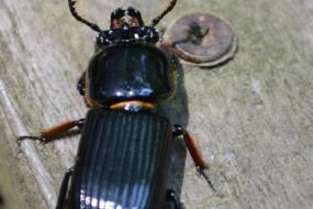 Black beetle