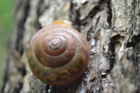 Snail shell