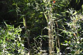 Bamboo growing along creek