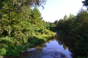 Creek with grassy banks