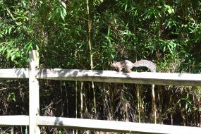 Squirrel on a fence rail