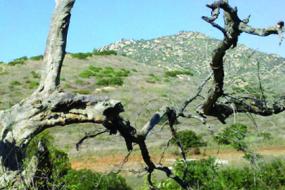 Rocky mountain behind a twisted dead tree