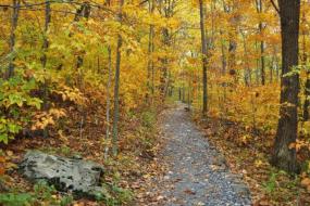Fall color on the trail