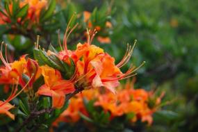 Flame Azalea