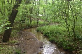 Stream through forest