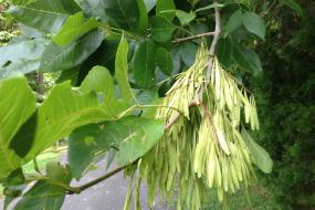 Bundle of seed pods hanging from a tree