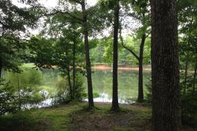 View of lake from behind trees