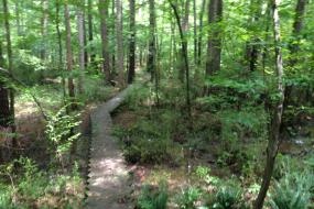 Wooden boardwalk through woods
