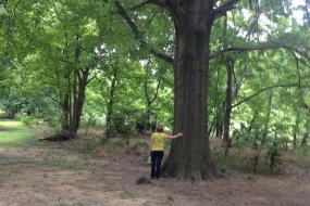 Large sprawling tree