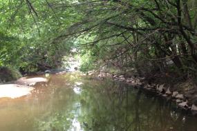 Trees stretching over creek