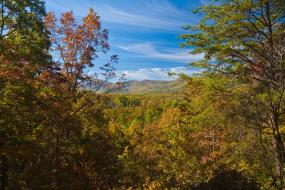 Mountain view through trees in autumn
