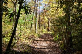 Shaded dirt trail through forest