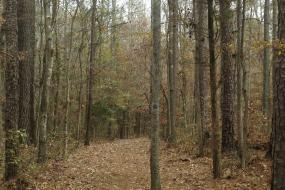 Leaf covered trail in the forest