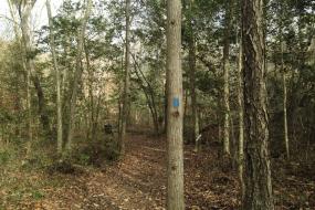 Trail winding through the trees