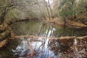Leaves floating in the creek