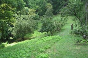 Historic apple orchard
