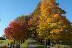 Fall colors along fence-lined road