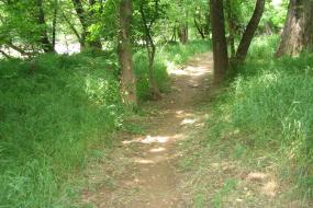 Path through forest