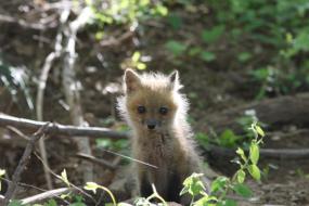 Baby fox in woods