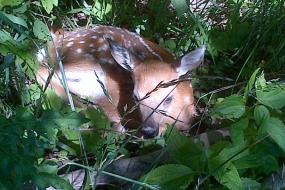 Fawn laying in underbrush
