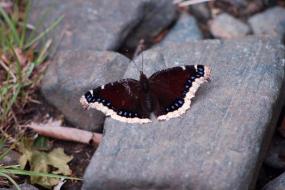 Mourning Cloak butterfly