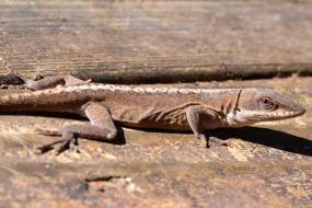 Anole lizard