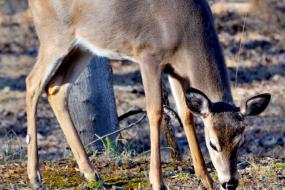 Deer grazing on grass