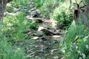 Rocky stream with grassy banks