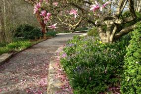 Pink magnolia flowers